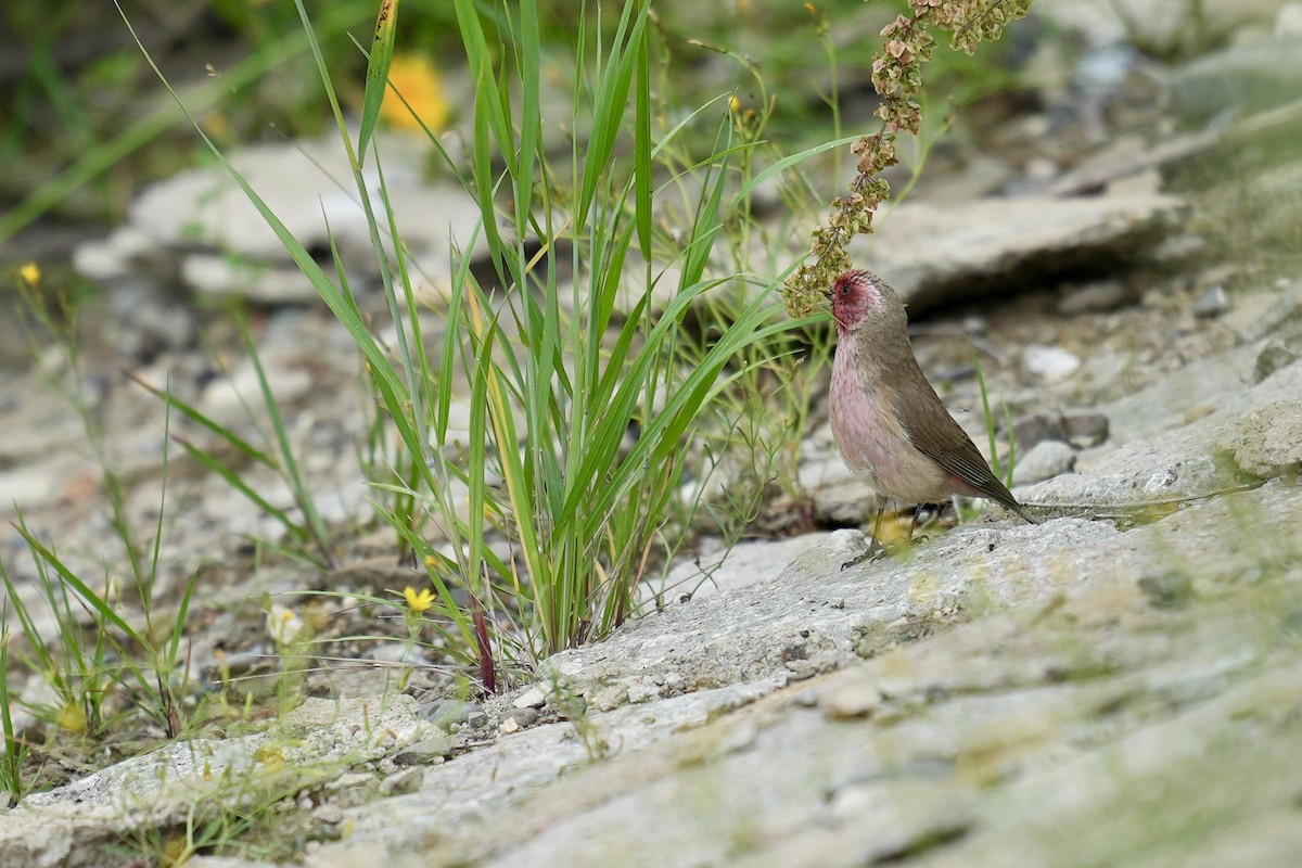 Pale Rosefinch - ML622154048