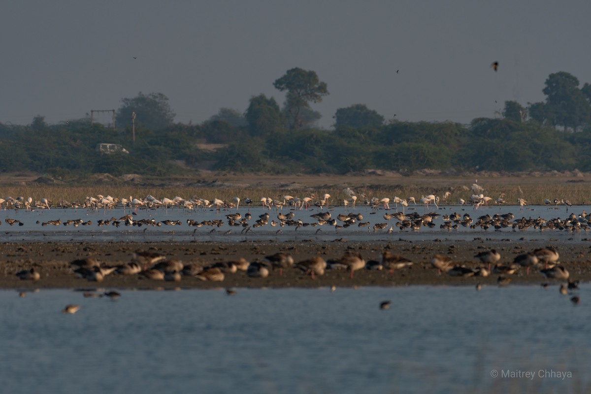 Green-winged Teal - Maitrey Chhaya