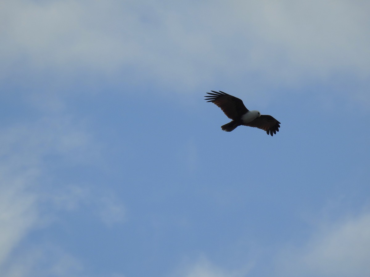 Brahminy Kite - ML622154073