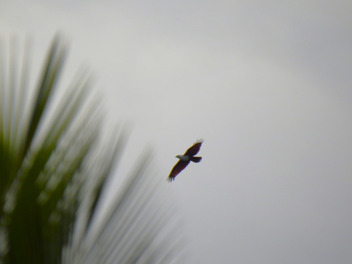 Brahminy Kite - ML622154074