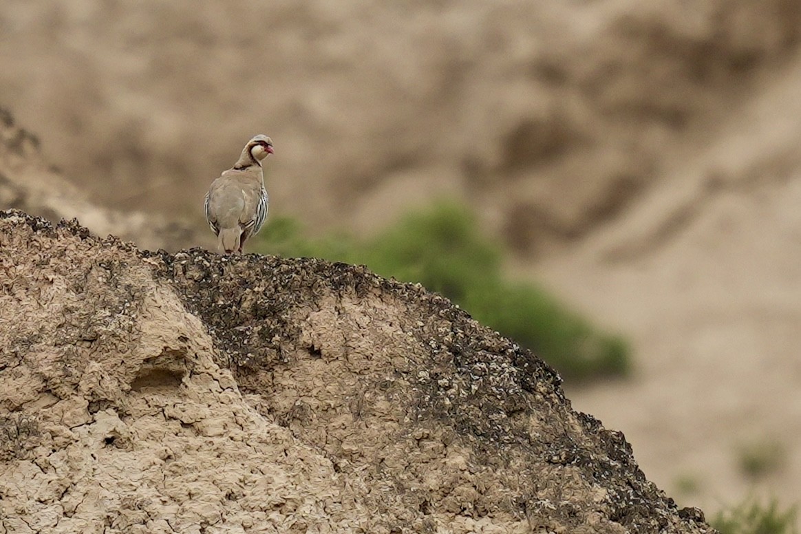 Przevalski's Partridge - ML622154086