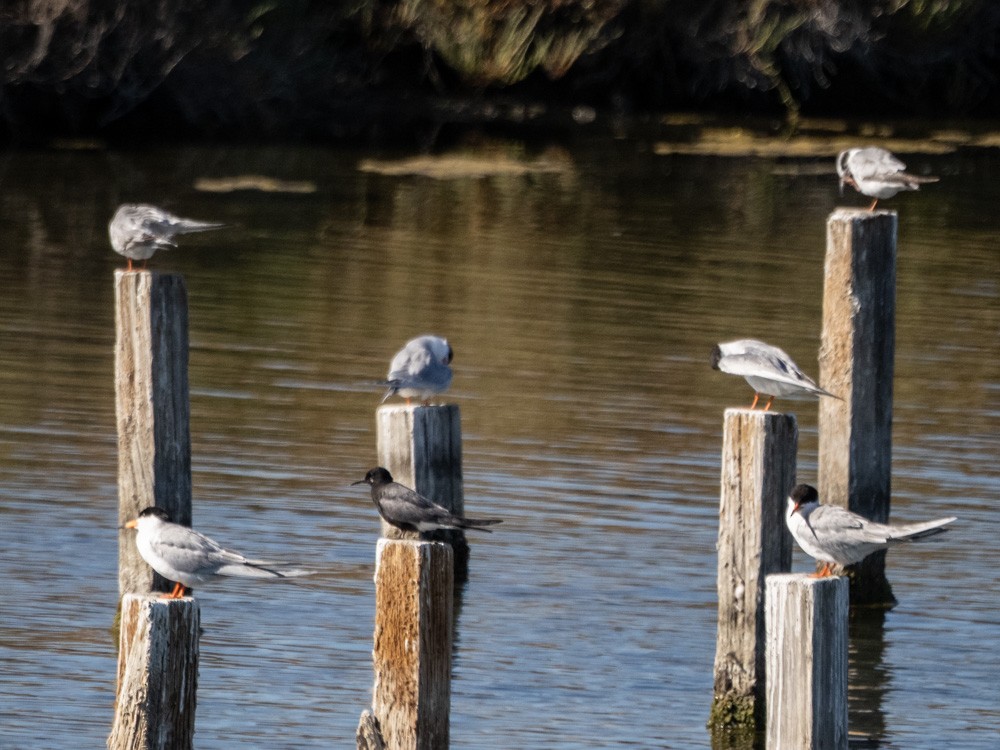 Black Tern - ML622154094