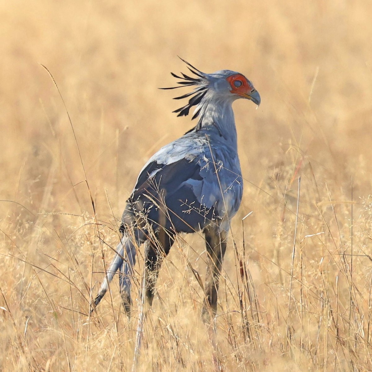 Secretarybird - ML622154148