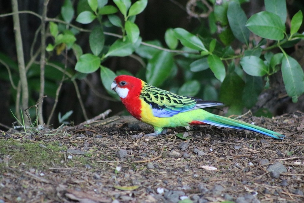 Eastern Rosella - ML622154174