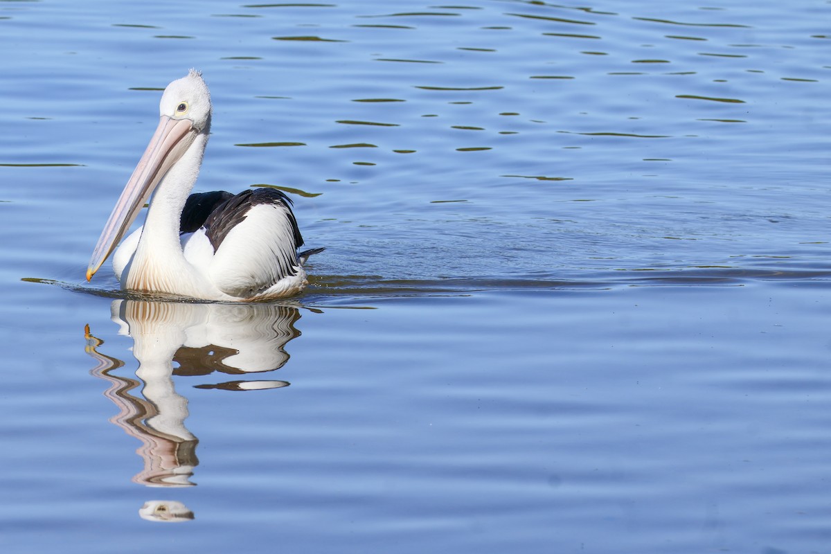 Australian Pelican - ML622154183