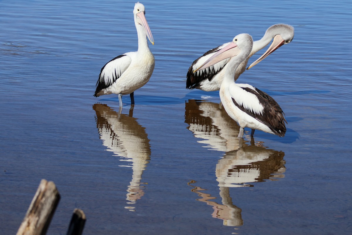 Australian Pelican - ML622154184