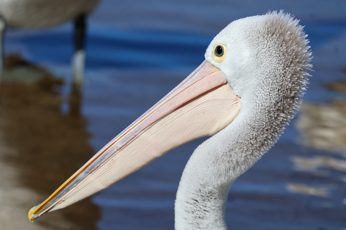 Australian Pelican - ML622154185