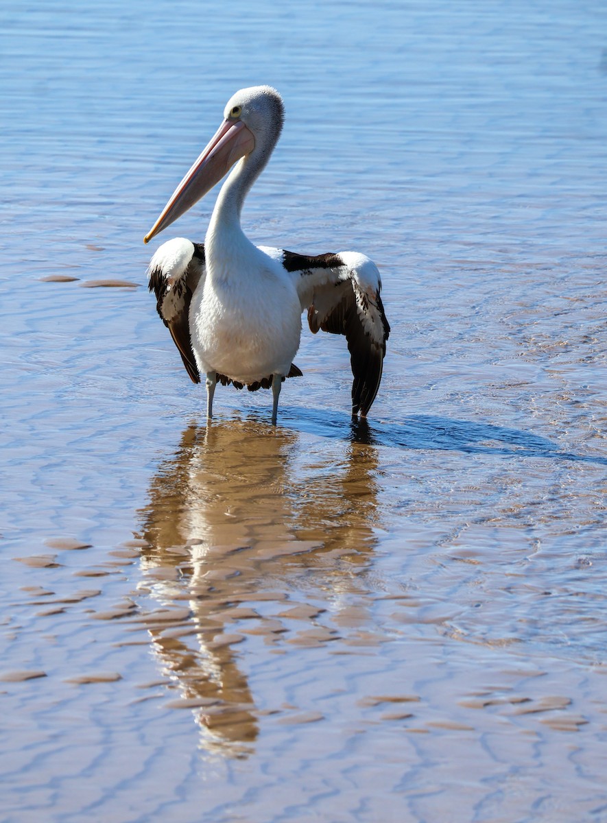 Australian Pelican - ML622154186