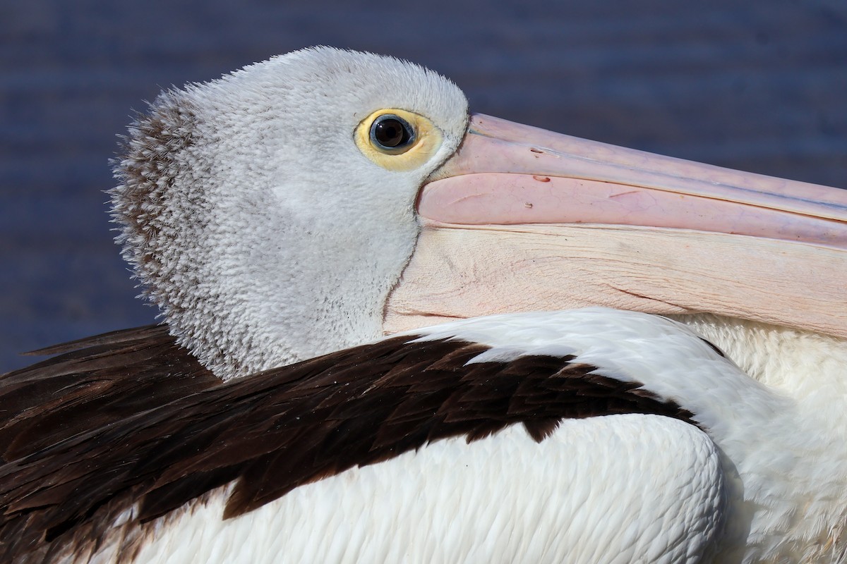 Australian Pelican - ML622154187