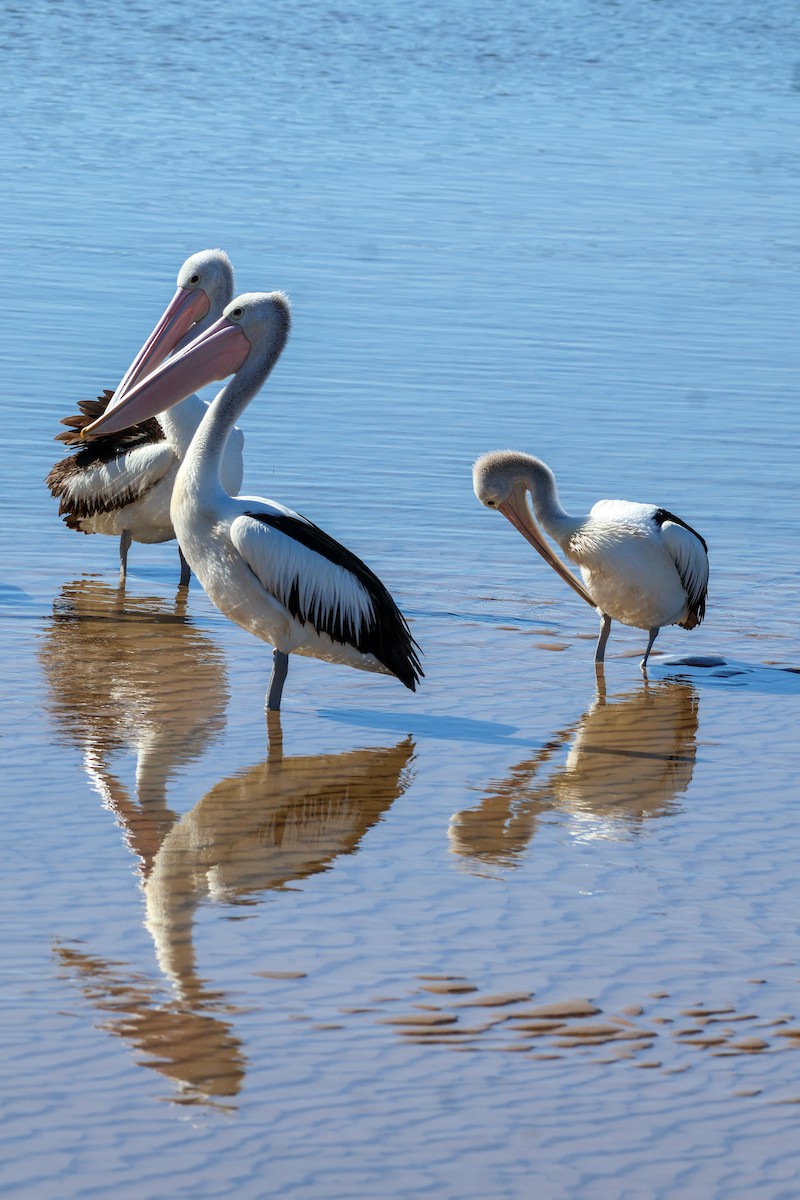 Australian Pelican - ML622154188