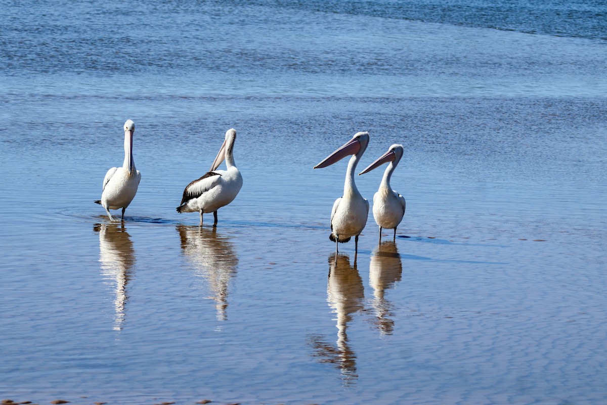 Australian Pelican - ML622154189