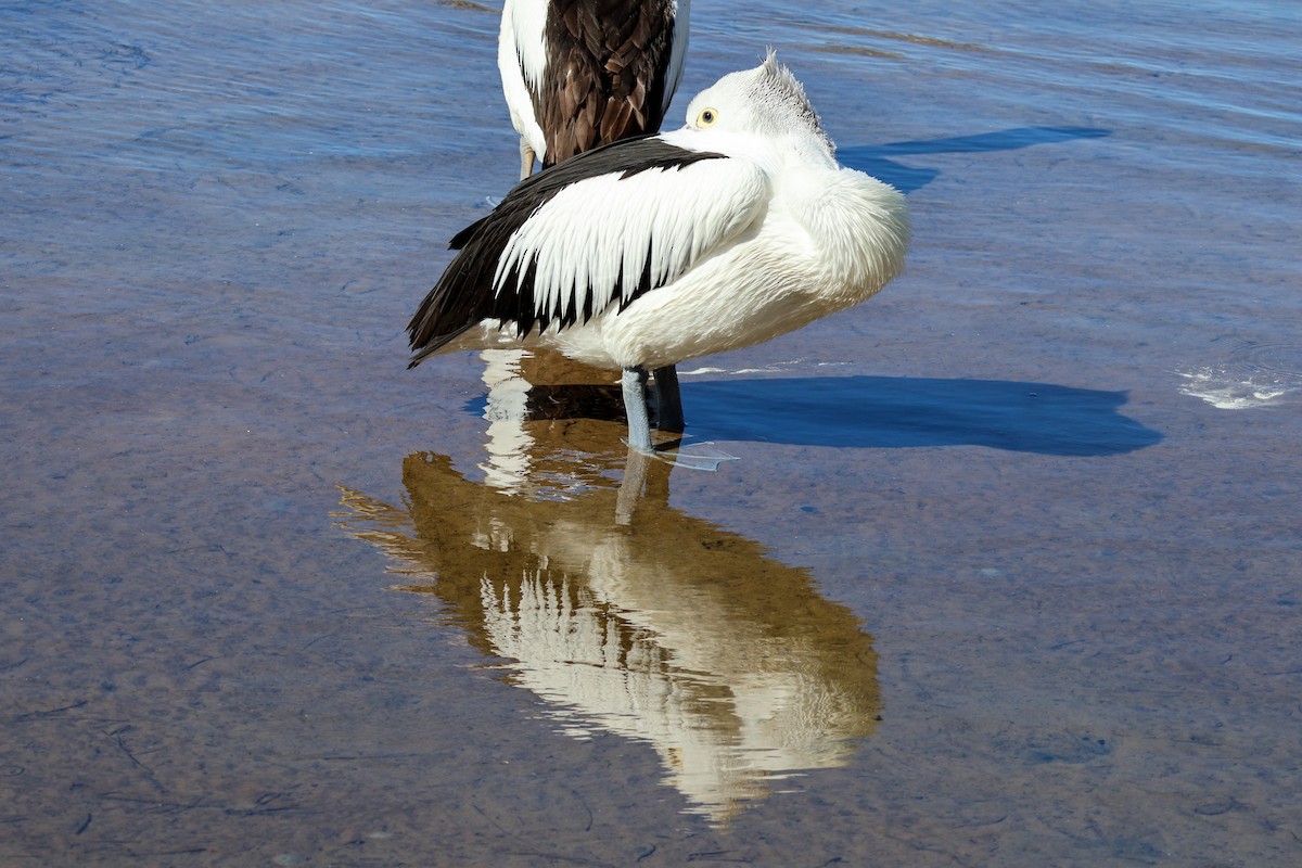 Australian Pelican - ML622154190