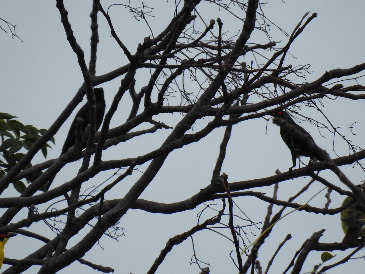 Metallic Starling - ML622154194