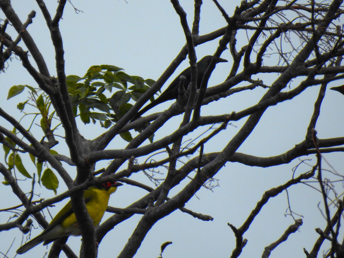 Metallic Starling - ML622154195