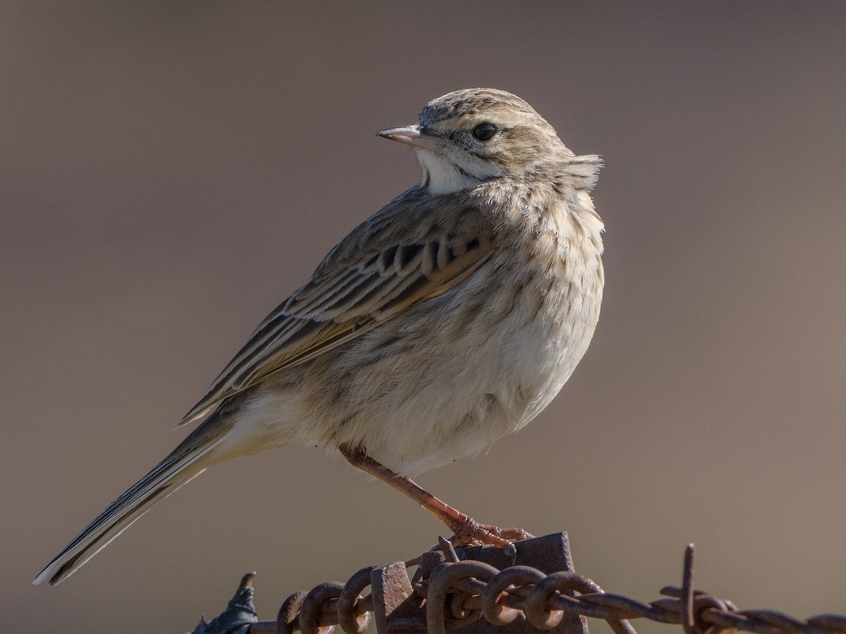 Australian Pipit - Patrick Cox