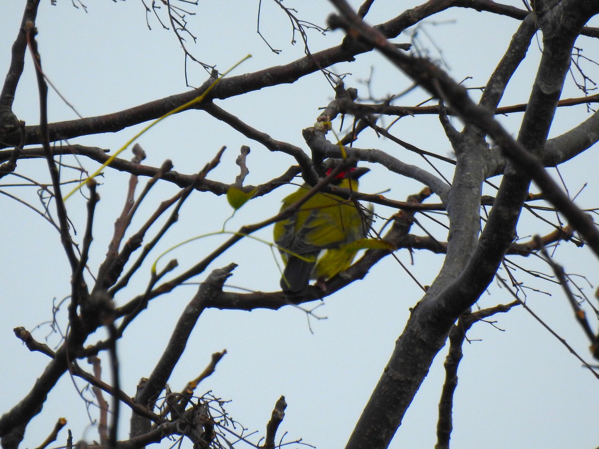 Australasian Figbird - ML622154199