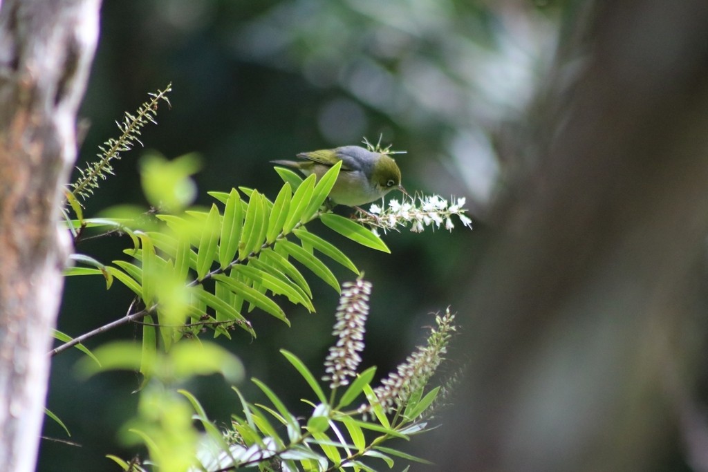 Silvereye - ML622154200