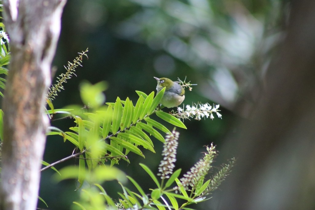 Silvereye - ML622154201