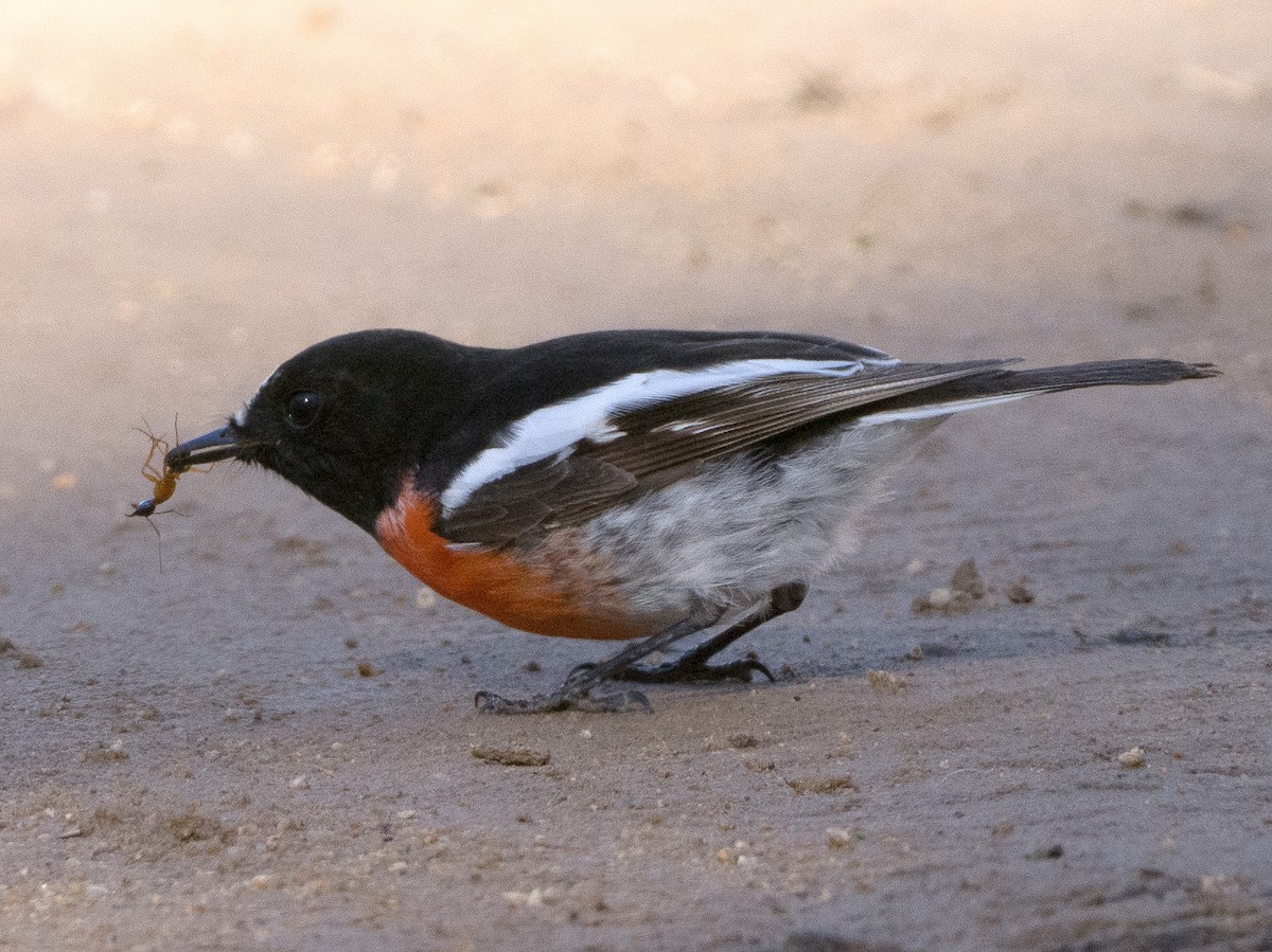 Scarlet Robin - Patrick Cox