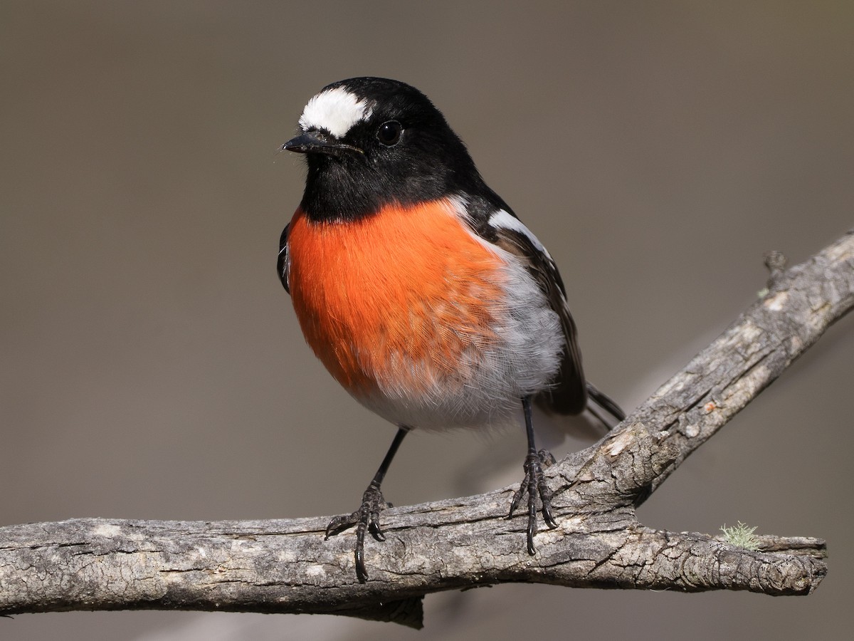 Scarlet Robin - ML622154205