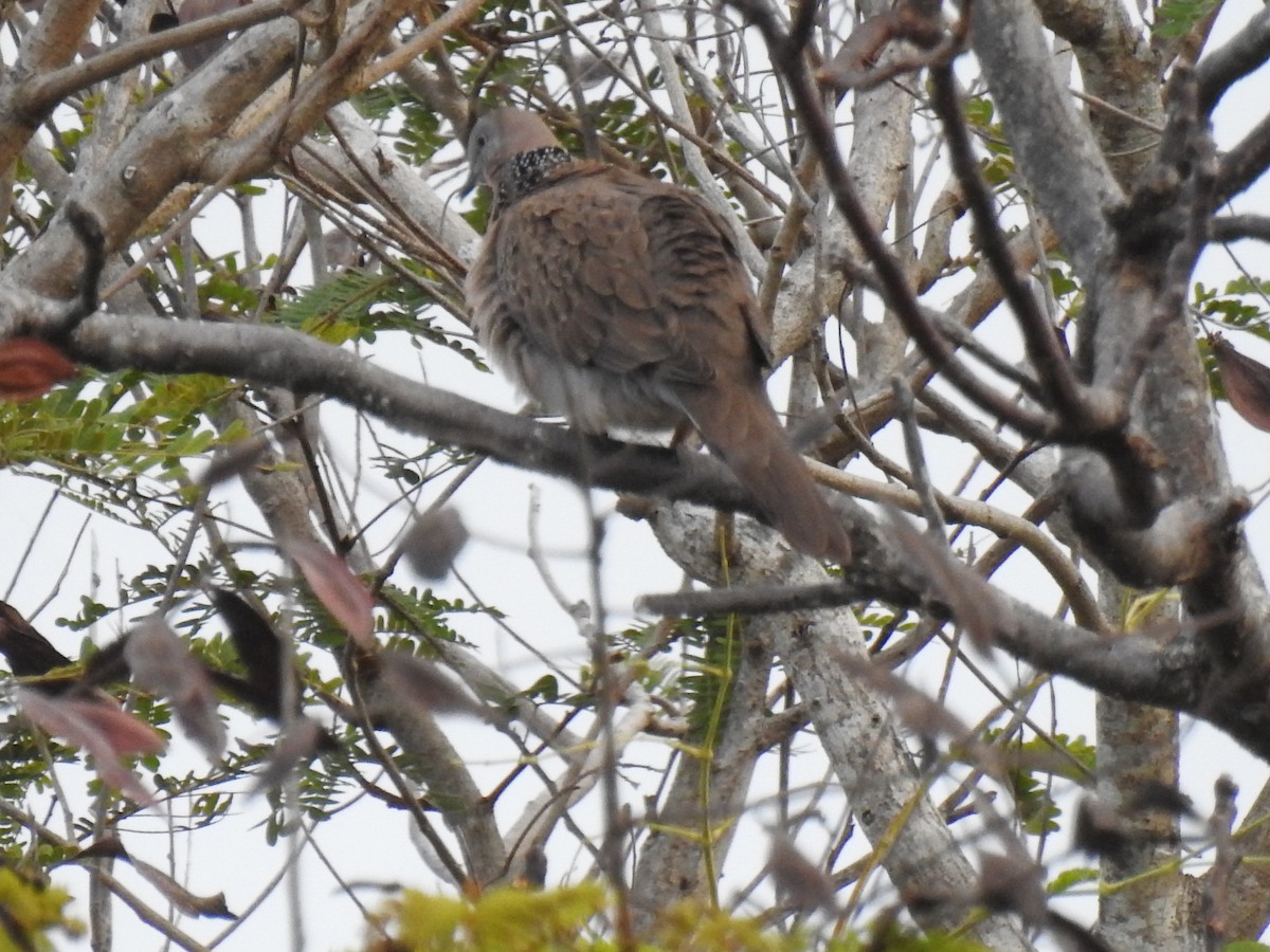 Spotted Dove - ML622154208