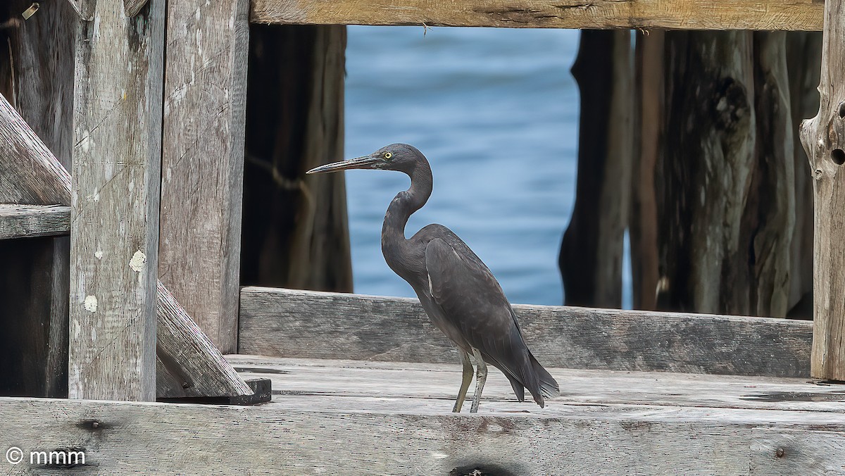 Pacific Reef-Heron - ML622154210