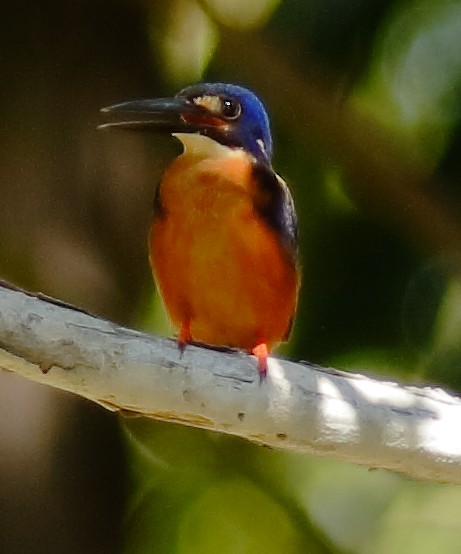 Azure Kingfisher - ML622154211