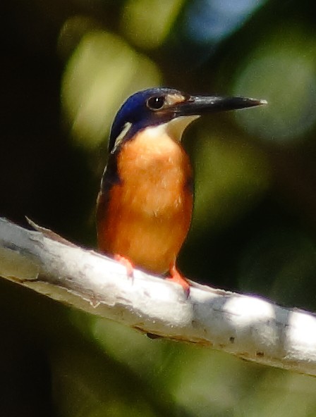 Azure Kingfisher - ML622154213