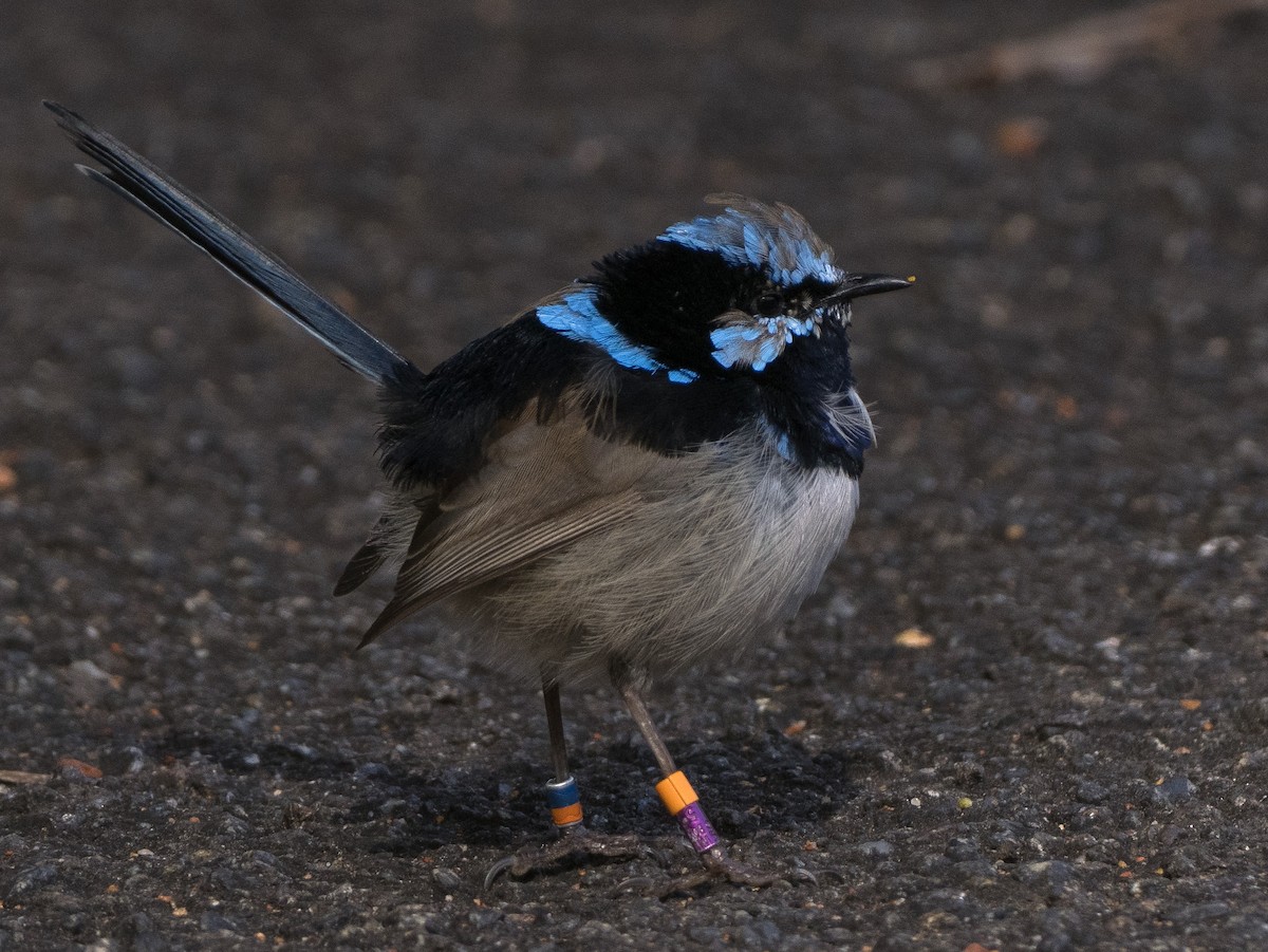 Superb Fairywren - ML622154214