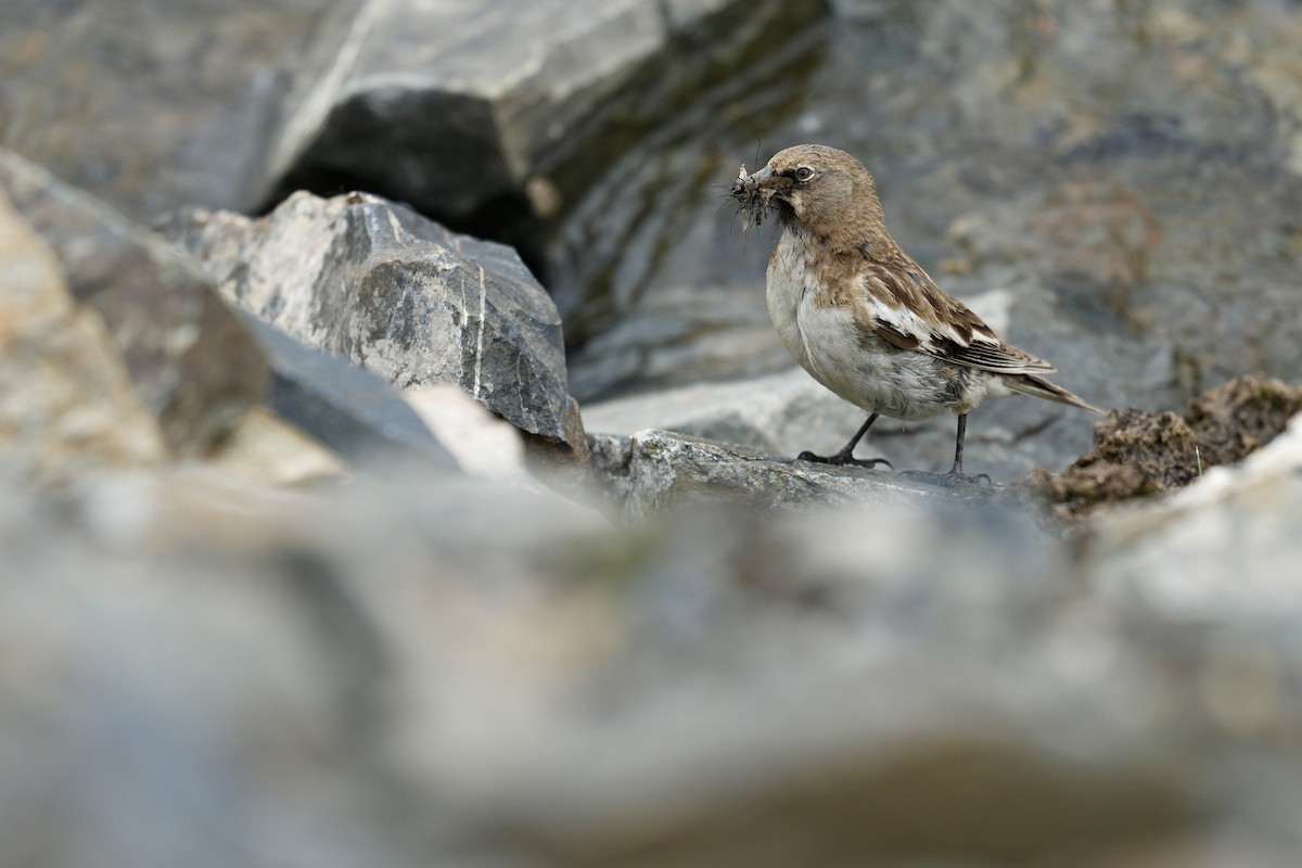 Tibetan Snowfinch - ML622154271