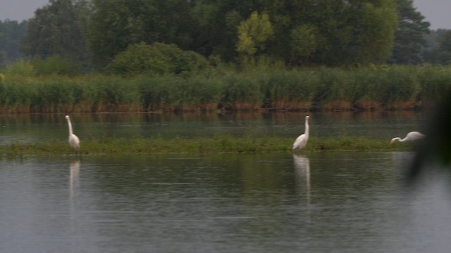 לבנית גדולה - ML622154274