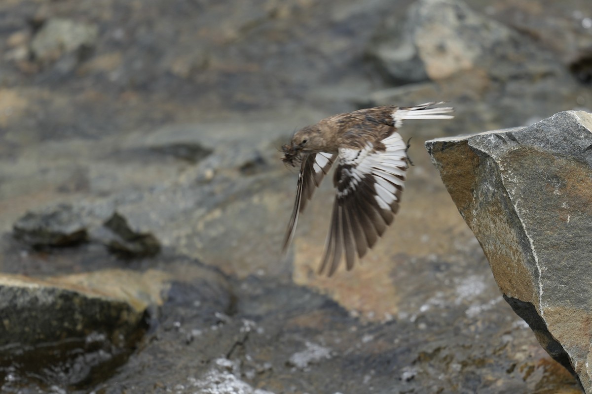 Tibetan Snowfinch - ML622154291