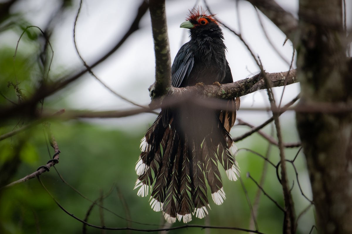 Red-crested Malkoha - ML622154314