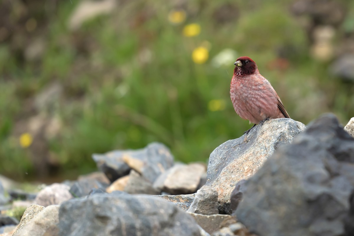 Tibetan Rosefinch - ML622154316