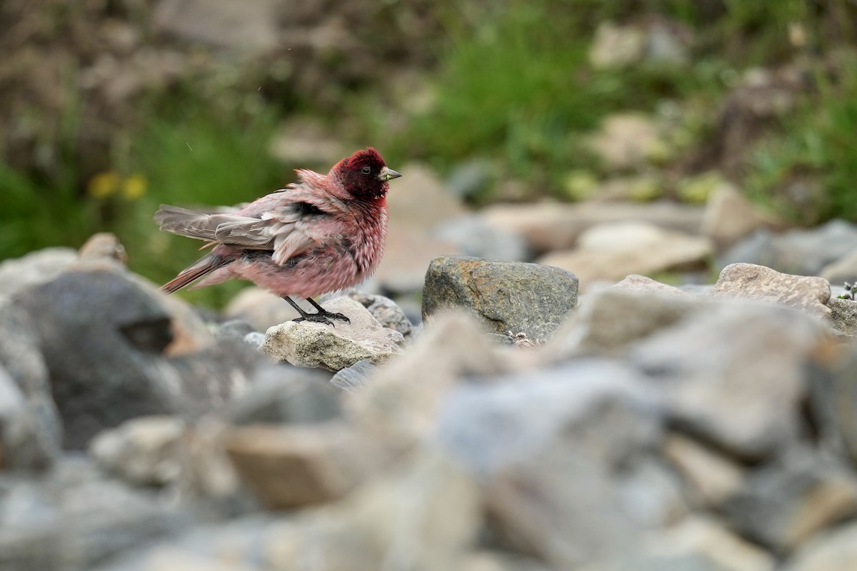 Tibetan Rosefinch - ML622154320