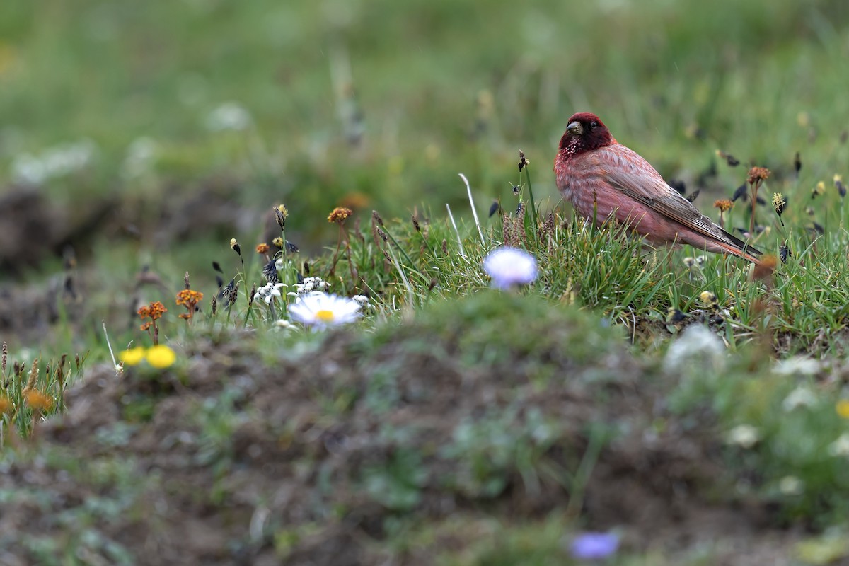 Tibetan Rosefinch - ML622154327