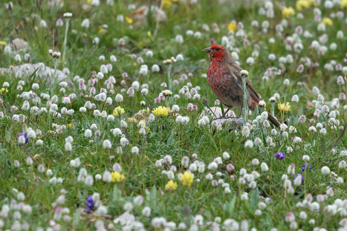 Red-fronted Rosefinch - ML622154332