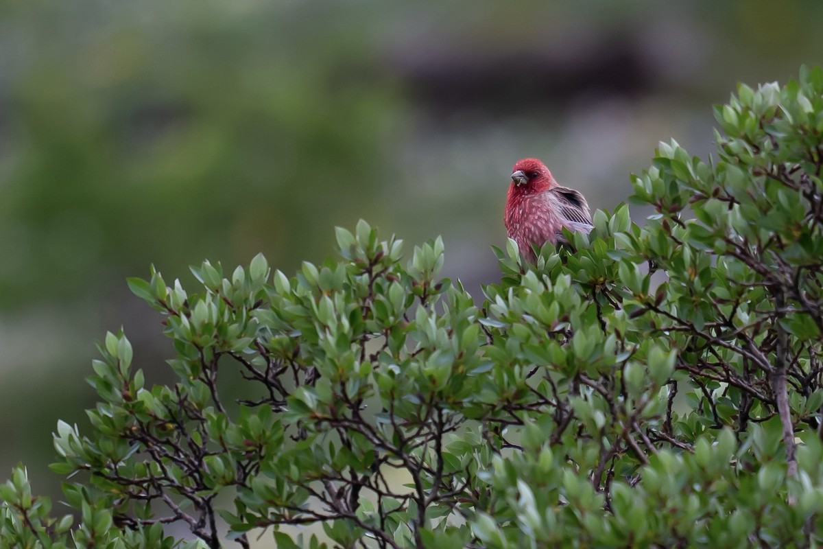 Streaked Rosefinch - ML622154341