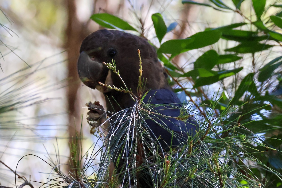 Cacatúa Lustrosa - ML622154348