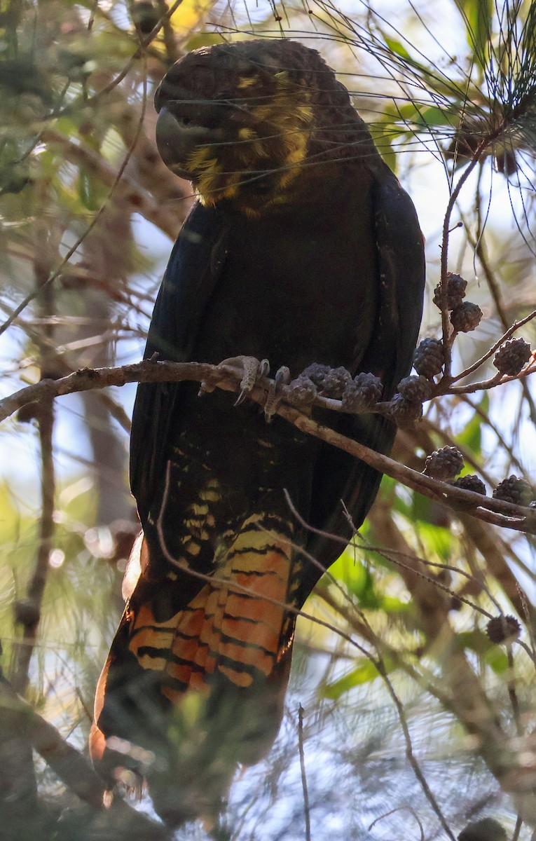 Cacatúa Lustrosa - ML622154349