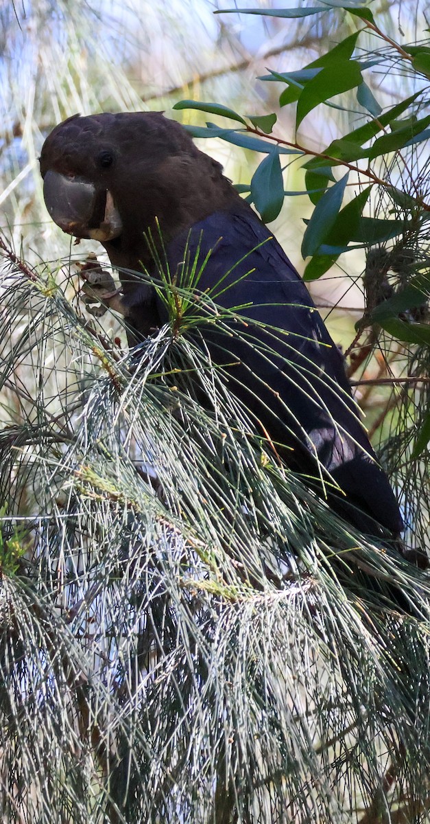 Cacatúa Lustrosa - ML622154350