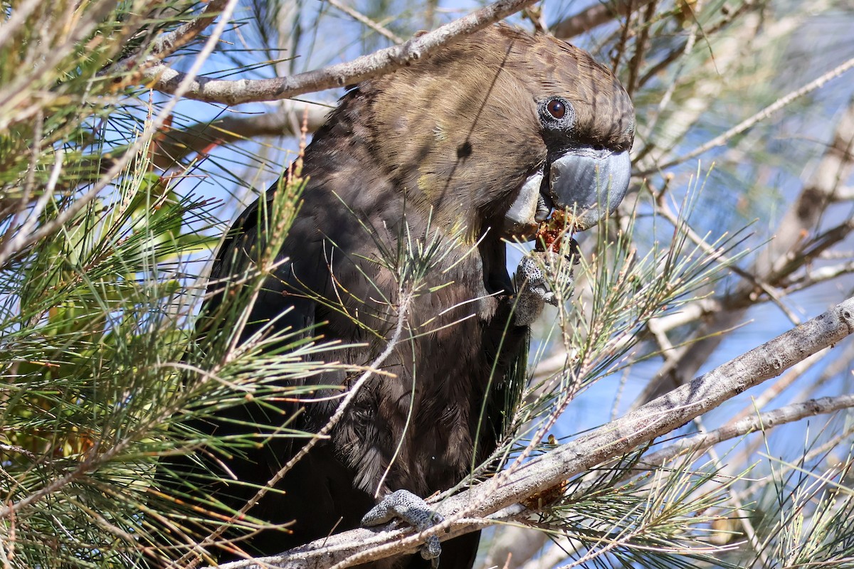 Cacatúa Lustrosa - ML622154351