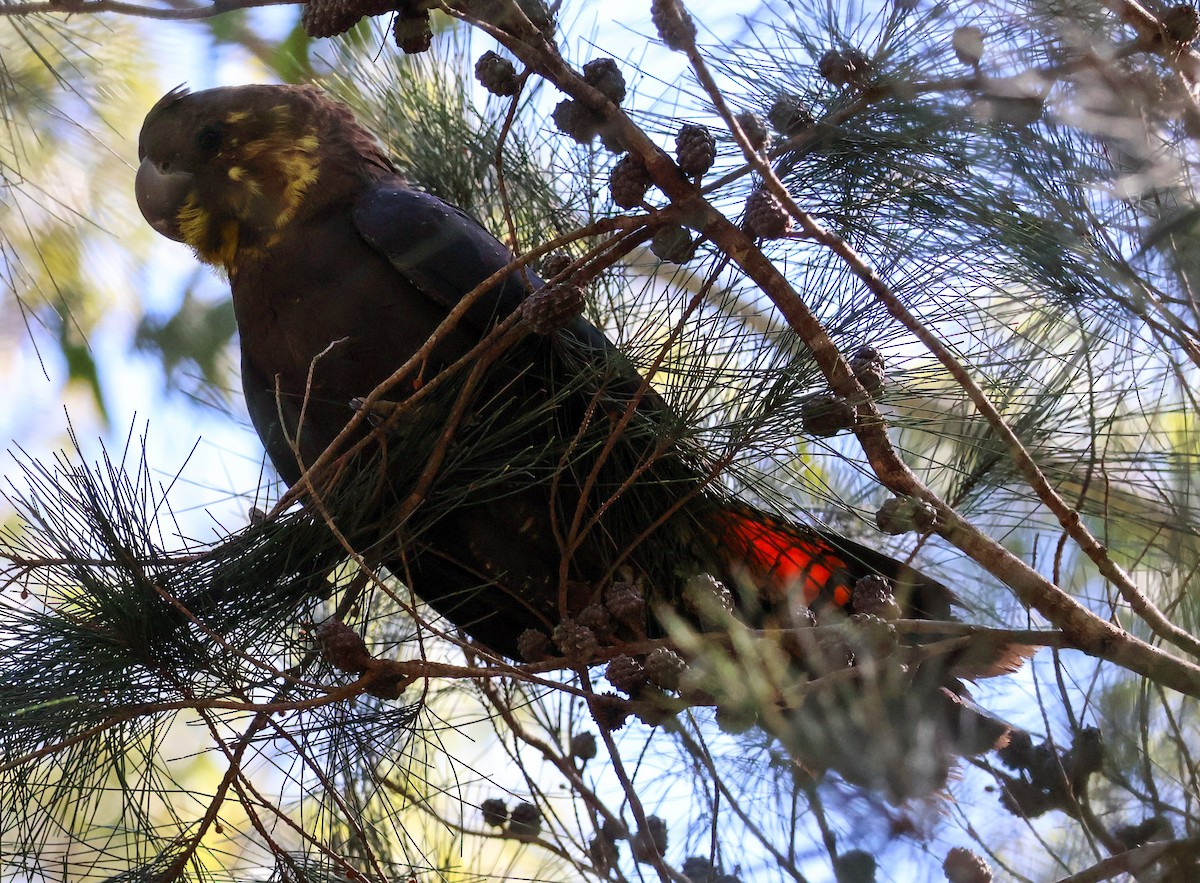 Cacatúa Lustrosa - ML622154352