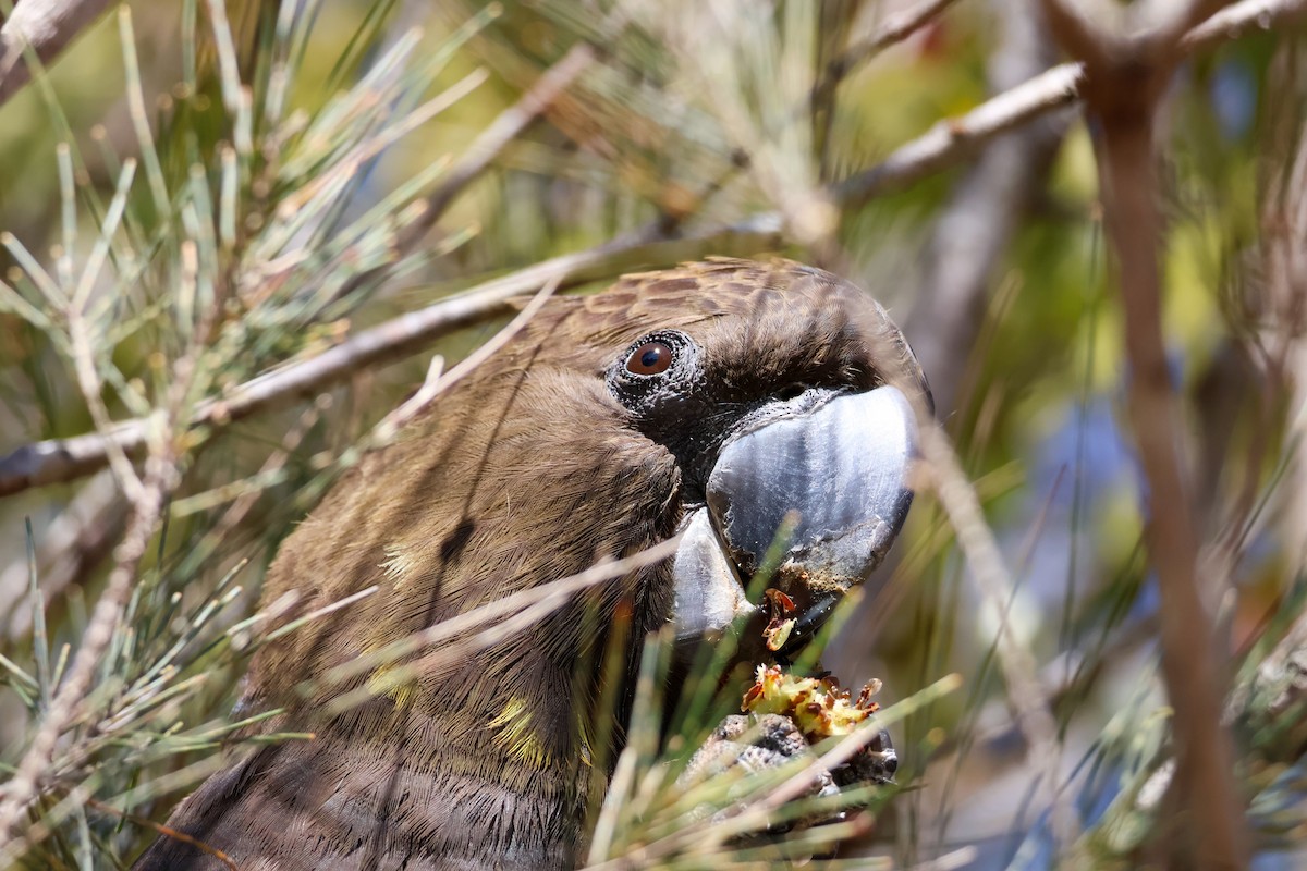 Cacatúa Lustrosa - ML622154353