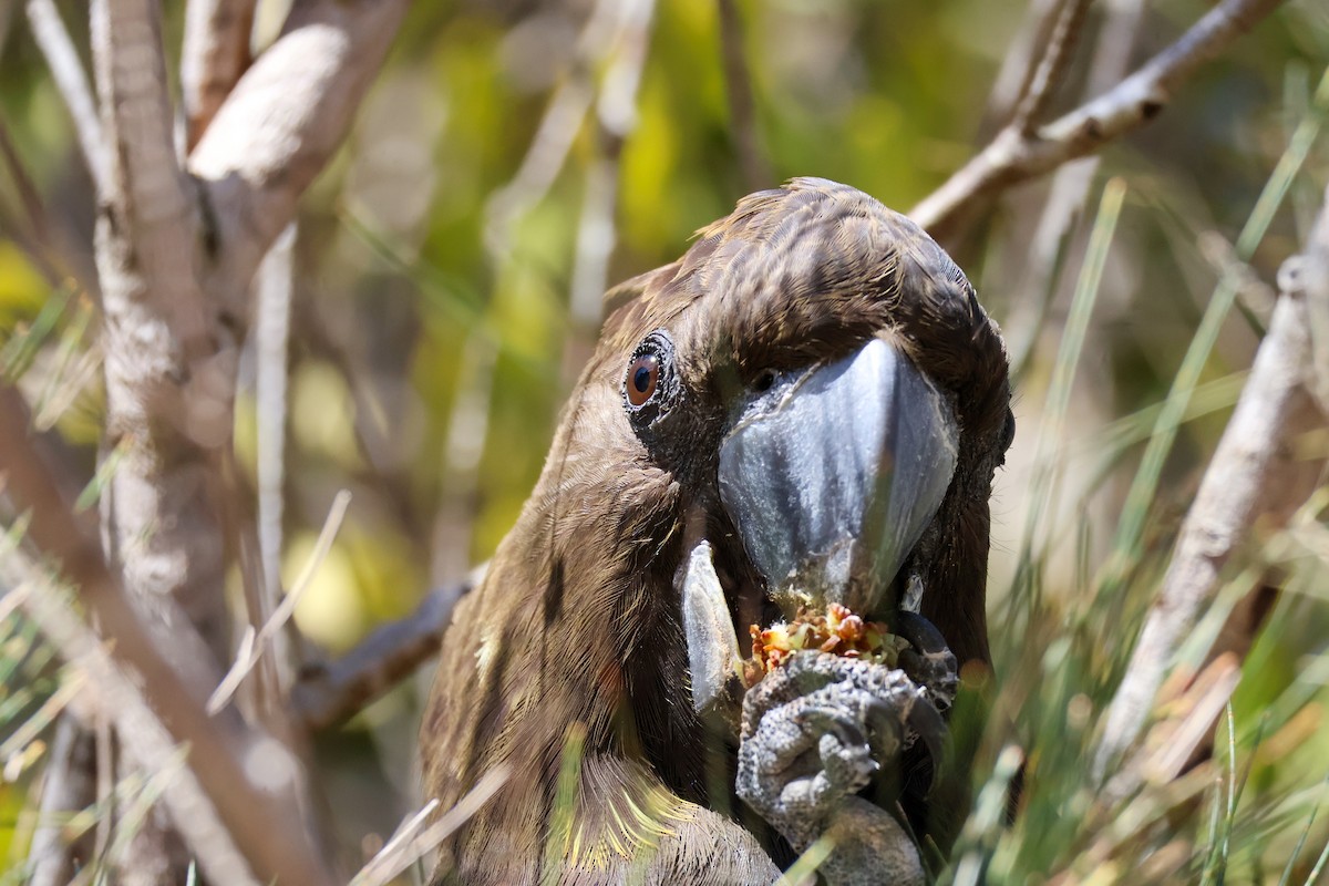 Glossy Black-Cockatoo - ML622154354