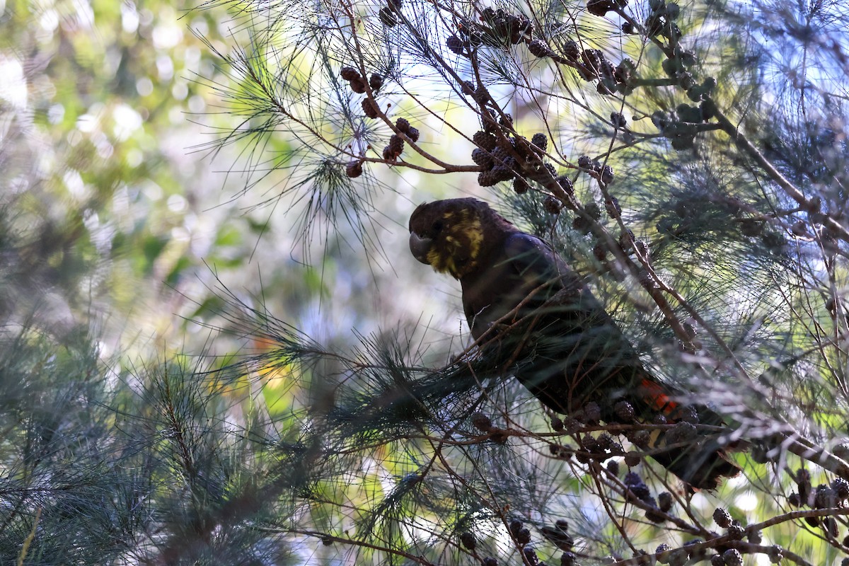 Cacatúa Lustrosa - ML622154356