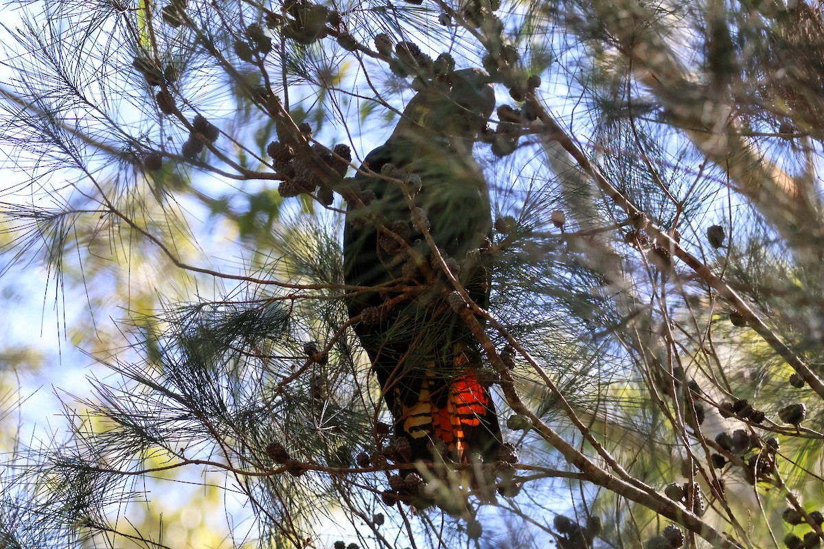 Cacatúa Lustrosa - ML622154358