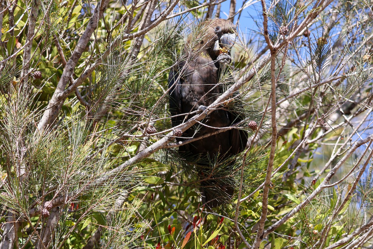 Glossy Black-Cockatoo - ML622154359