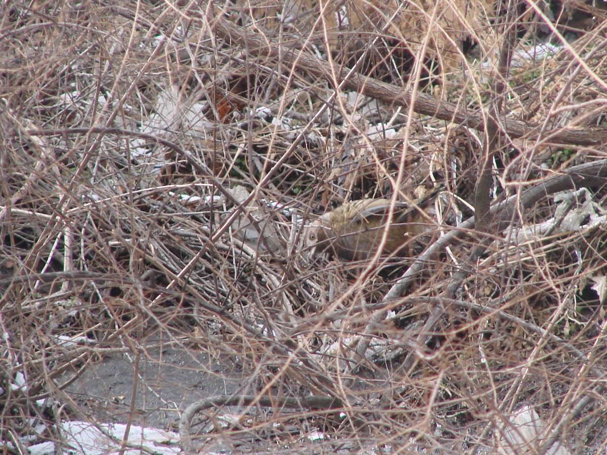 Barred Laughingthrush - ML622154369