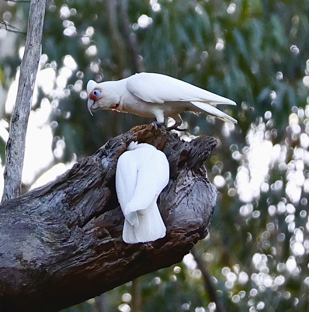 Cacatúa Picofina - ML622154372